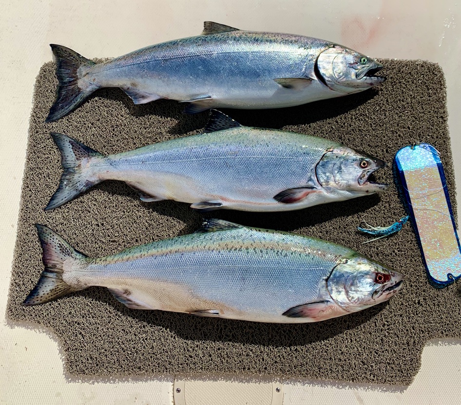 Chinook_fishing_hatchery