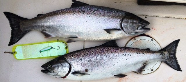 Chinook salmon landed by this gear