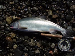 Vancouver salmon fishing report