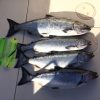 Winter chinook salmon lined up