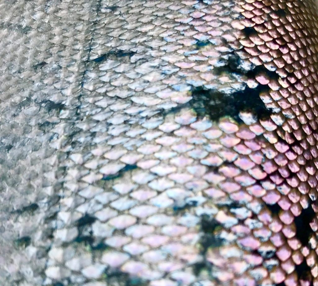 Winter_Chinook_Fish_Scales