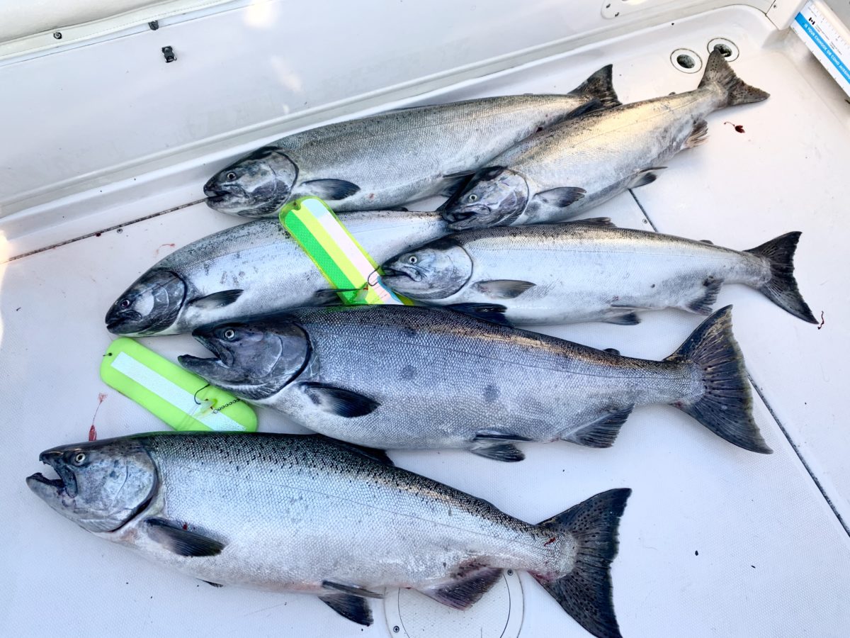 6 Fishes - Vancouver Salmon Fishing Report: September 4, 2020