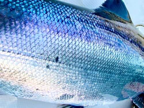saltwater_fishing_chinook_scales