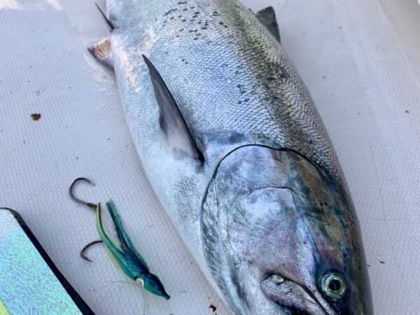 Saltwater_salmon_fishing_Gulf_Islands_Winter_Chinook_Oct'22