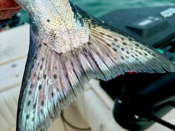 Vancouver_Winter_Chinook_fishing_Mar'25